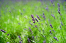 青春大會社《拈花惹草弄芬芳》1070318 單元預告