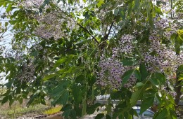 青春大會社《拈花惹草弄芬芳》1070408 單元預告