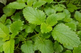 青春大會社《拈花惹草弄芬芳》1070422 單元預告