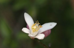 青春大會社《拈花惹草弄芬芳》1070429 單元預告