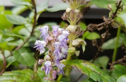 青春大會社《拈花惹草弄芬芳》1070708單元預告