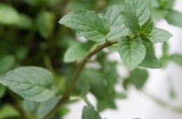 青春大會社《拈花惹草弄芬芳》1070729單元預告