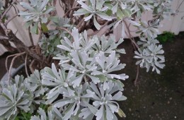 青春大會社《拈花惹草弄芬芳》1070819單元預告