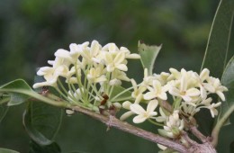 青春大會社《拈花惹草弄芬芳》1070923單元預告